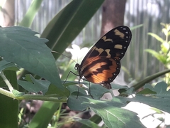 Mechanitis polymnia lycidice