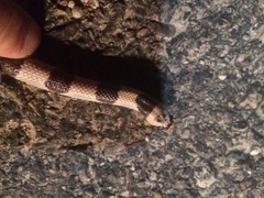 Phyllorhynchus browni