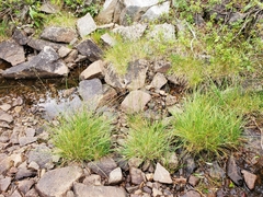 Deschampsia cespitosa cespitosa