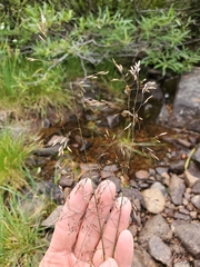 Deschampsia cespitosa cespitosa