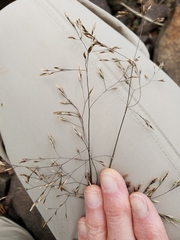 Deschampsia cespitosa cespitosa