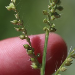 Echinochloa frumentacea