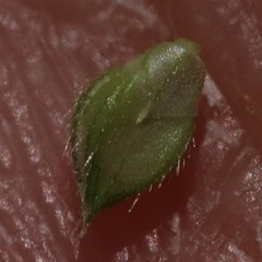 Echinochloa frumentacea
