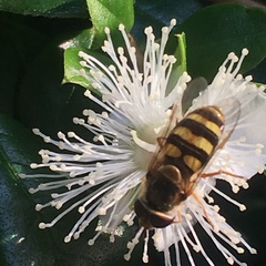 Eupeodes