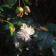 Eupeodes