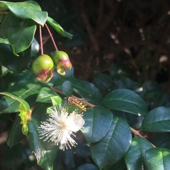 Eupeodes