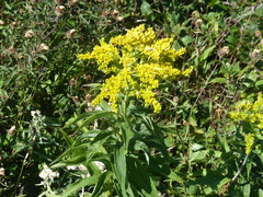 Solidago fallax