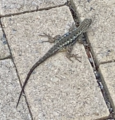 Sceloporus occidentalis