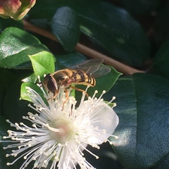 Eupeodes
