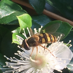 Eupeodes