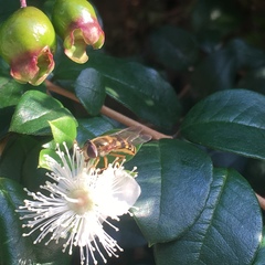 Eupeodes