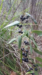 Smilax glyciphylla