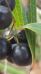 Smilax glyciphylla