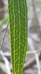 Smilax glyciphylla