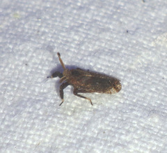 Asiracinae