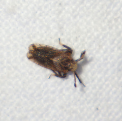 Asiracinae