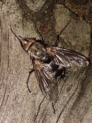 Microphthalma disjuncta