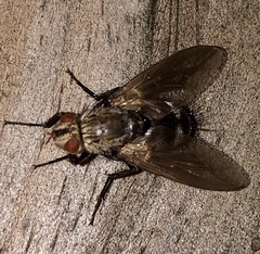 Microphthalma disjuncta