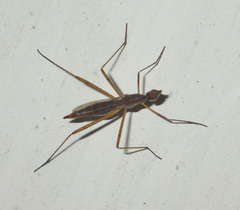 Micropeza lateralis