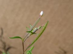 Epilobium foliosum