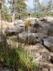 Raillardella scaposa