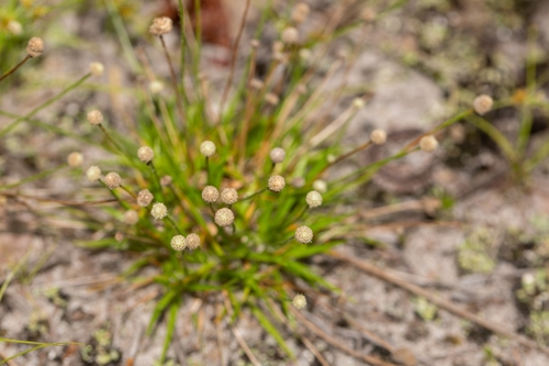 Image of Paepalanthus minor by (c) Richard Stovall, some rights reserved (CC BY)