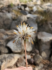Raillardella scaposa