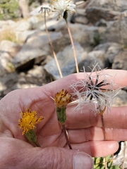 Raillardella scaposa