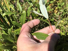 Salix pedicellaris