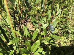 Salix pedicellaris