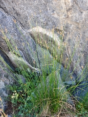 Juncus drummondii