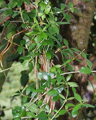 Alyxia stellata