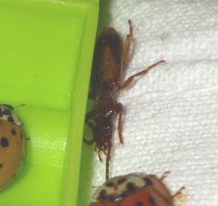 Polistichus connexus