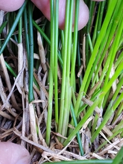 Juncus drummondii