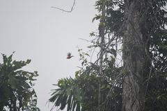 Ramphocelus nigrogularis