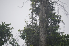 Ramphocelus nigrogularis