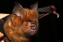 Hipposideros armiger terasensis