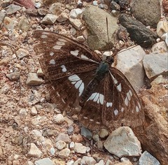 Limenitis helmanni