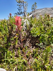 Castilleja peirsonii