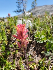 Castilleja peirsonii