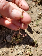 Micranthes bryophora