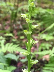 Platanthera obtusata