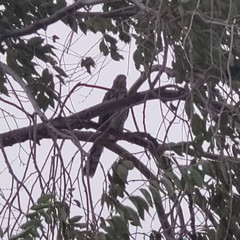 Accipiter cooperii