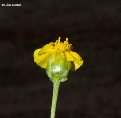 Tridax balbisioides