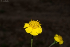 Tridax balbisioides