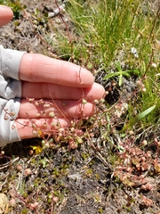 Micranthes bryophora