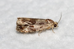 Olethreutes tilianum