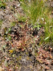 Micranthes bryophora
