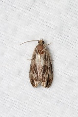 Olethreutes tilianum