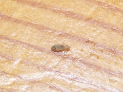 Trogium pulsatorium